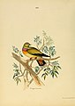Illustrations of Indian ornithology - containing fifty figures of new, unfigured and interesting species of birds, chiefly from the south of India (1847) (14563879038).jpg