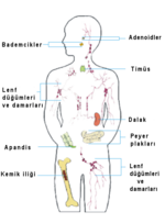 Vorschaubild für Datei:Immun-Organe-tr.png