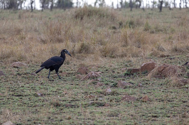 File:Impressions of Serengeti (114).jpg