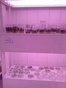 In vitro preparations in Department of Plant Cytology and Embryology of Jagiellonian University
