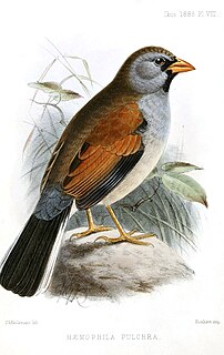 <span class="mw-page-title-main">Great Inca finch</span> Species of bird