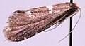Incurvaria circulella (Incurvariidae)