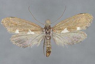 <i>Incurvaria vetulella</i> Species of moth