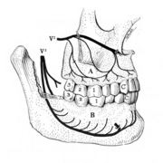 1: crown, 2: root, 3: enamel, 4: dentin and dentin tubules, 5: pulp chamber, 6: blood vessels and nerve within root canal, 7: periodontal ligament, 8: apex and periapical region, 9: alveolar bone.
