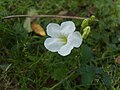 * Nomination Ipomoea with buds--Shrikarsan 14:11, 9 May 2014 (UTC) * Decline Sorry, below 2 MP --Rjcastillo 14:23, 9 May 2014 (UTC)