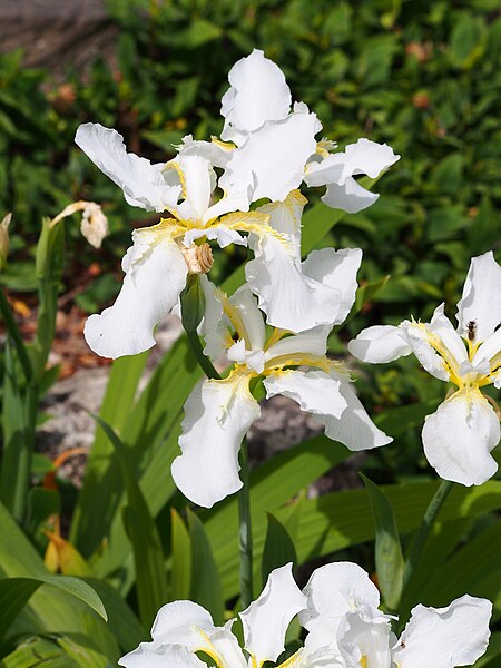 File:Iris tectorum Alba Kosaciec strzechowaty 2015-05-17 03.jpg