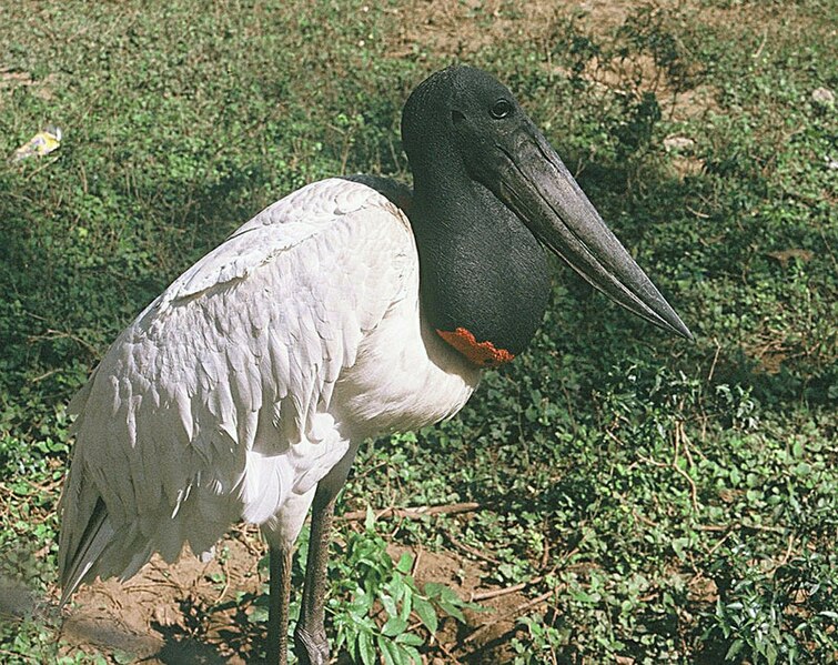 File:Jabiru mycteria, a Jabiru Stork (9012651845).jpg