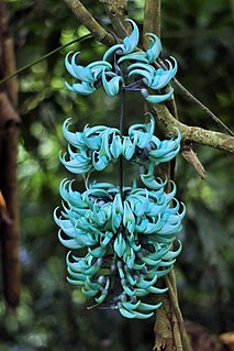 <i>Strongylodon macrobotrys</i> Edible flowers from the Philippines