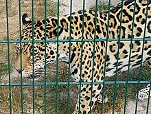 Jaguar – Wikipedia