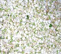 Summer Jasmine Blossoms - fresh jasmine flowers from Taimu Mountain.