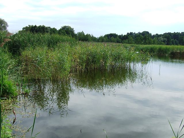 Torfowiska (jezioro)