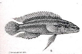 Julidochromis ornatus