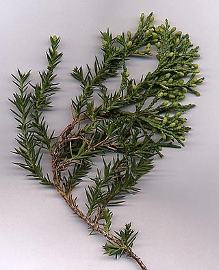 <i>Juniperus chinensis</i> Species of conifer