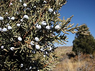 Lava Beds National Monument