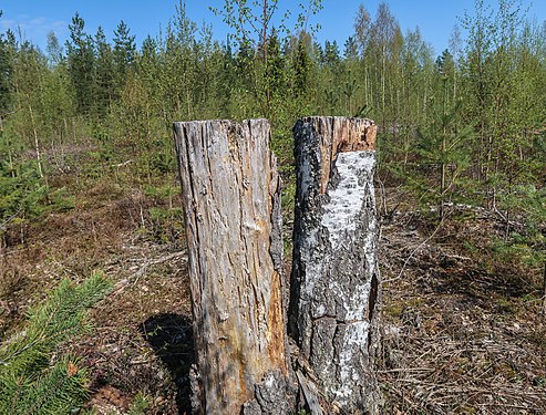 The ends and the beginnings of trees side by side on clear cut area (Finland)