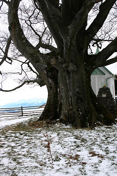 File:Kaiserbuche.jpg