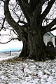 Picture of the „Kaiserbuche“ (Emperor's Beech) on the „Haunsberg“ near Obertrum