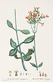Kalanchoe aegyptiaca=deficiens Candolle-Plantarum Historia Succulentarum-Band2-Tafel64.jpg
