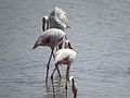 Khijadiya bird sanctuary Flamingo.jpg