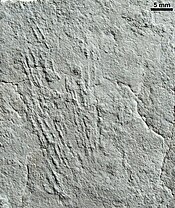 Kimberichnus teruzzii, grazing traces left by Kimberella while it fed. Kimberella trace.jpg