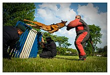 Belgian Malinois being trained to attack Kintin al ataque (5189220934).jpg