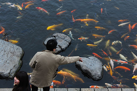 KOI POND in Japan