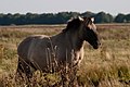 2011年11月2日 (水) 01:16時点における版のサムネイル