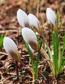 Krokus (Crocus). Vrolijke voorjaarsbloeier. Locatie: Natuurterrein De Famberhorst.