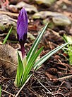 Krokus (Crocus) met dauwdruppels 02.JPG