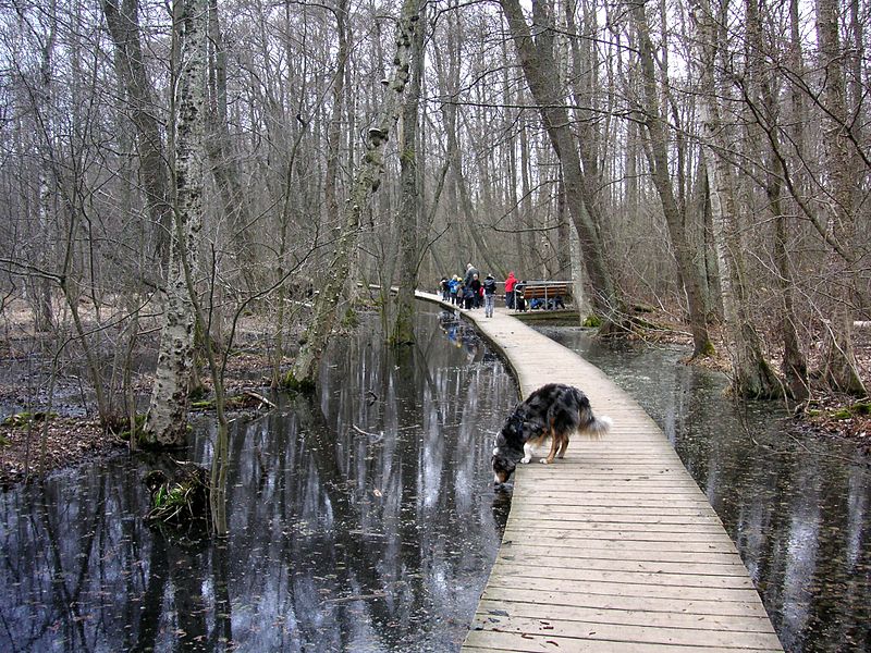 File:Kyrksjön Bromma 2009c.jpg