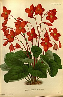 <i>Begonia froebelii</i> Species of flowering plant