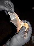 LABO eastern red bat in-hand.jpg