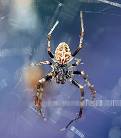 Labyrinth Orbweaver (Metepeira labyrinthea) male