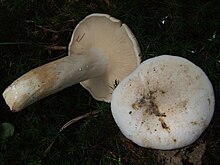 Lactifluus piperatus is the type species of the genus Lactifluus. Lactarius piperatus BS11.jpg