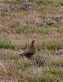 Fléau de la mouche du cerf - Actualités de Norvège