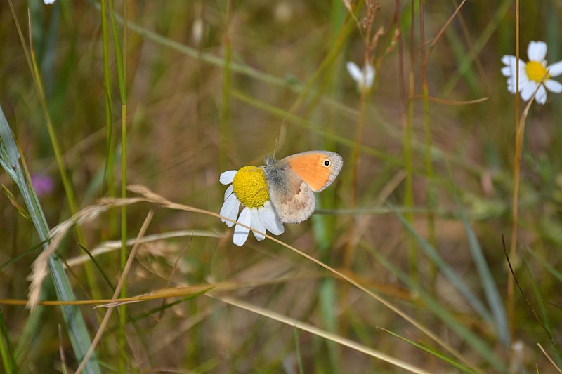 File:Landschaftsschutzgebiet Niederungssystem des Fredersdorfer Mühlenfließes und seiner Vorfluter bei Schöneiche Juni 2014 - 084.jpg