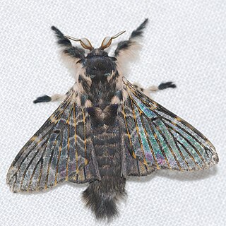 <i>Labedera</i> Genus of moths