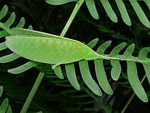 Daun-meniru Tonggeret (Pseudophyllus titan) (7105665217).jpg