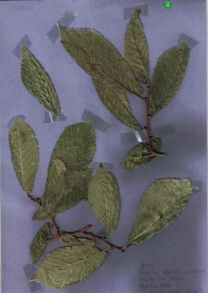 File:Leaves of Ulmus minor 'Cucullata'. Victoria Park, Portslade.jpg