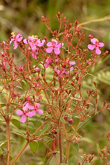 Lengüebuey - Sanjuanito (Monochaetum multiflorum) (15006932440).jpg