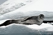 Leopard seal berjemur di Iceberg.jpg