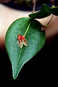 Lepanthes chiriquensis