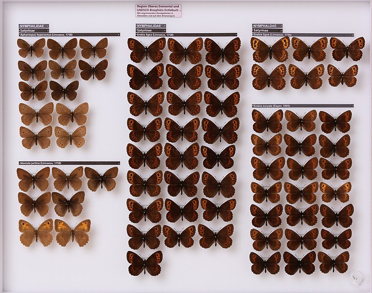 File:Lepidoptera-nymphalidae-satyrinae-aphantopus-maniola-erebia-div-4361 (44910106264).jpg