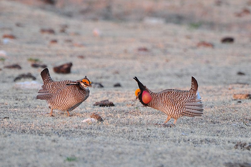 File:Less Prairie Chicken pair.jpg