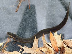 Lesser Siren (Siren intermedia) - Flickr - GregTheBusker.jpg