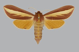 <i>Leucophlebia emittens</i> Species of moth