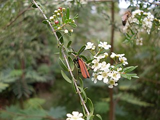 <i>Sannantha pluriflora</i> Species of shrub