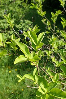 <i>Ligustrum</i> × <i>ibolium</i> Nothospecies of flowering plant in the genus Ligustrum