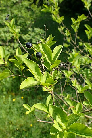 <i>Ligustrum <span style="font-style:normal;">×</span> ibolium</i> Nothospecies of flowering plant in the genus Ligustrum