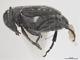 Lithraeus scutellaris